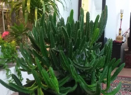 تصویر 1 از خرید گل کاکتوس درجه یک + قیمت فروش استثنایی